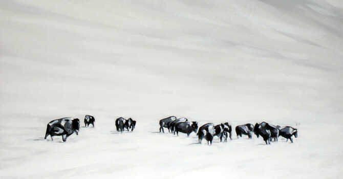 Adrian Stimson • Maanipokaa’iini 