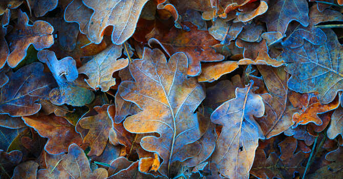 Seasons Through the Lens of Traditional Chinese Medicine  image