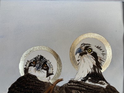 Sanctus Pandion haliaetus (Osprey and juvenile Osprey)