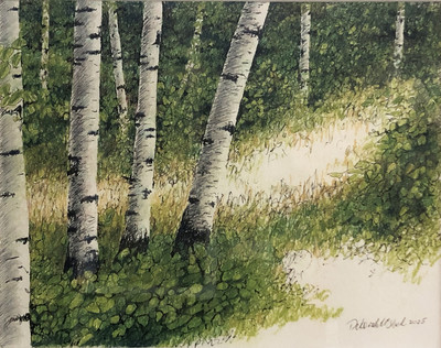 Birches Lead the Way