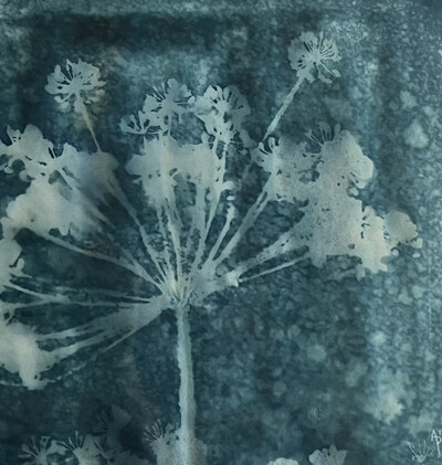 Cyanotype in Teal